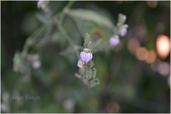 Justicia wynaadensis